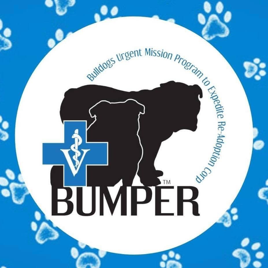 Bumper Bulldog Rescue