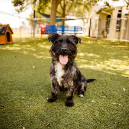 Photo of dog looking through a fence